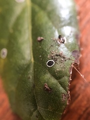 Tetraleurodes perileuca