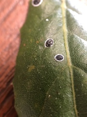 Tetraleurodes perileuca