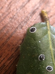 Tetraleurodes perileuca