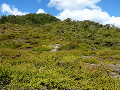 Kunzea tenuicaulis