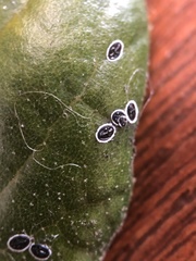 Tetraleurodes perileuca