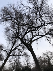 Quercus lobata