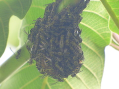 Protopolybia