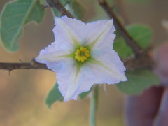 Solanum toliaraea