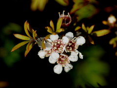 Kunzea tenuicaulis