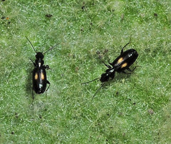 Microlestes corticalis