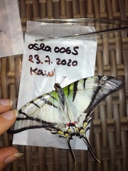 Protesilaus telesilaus