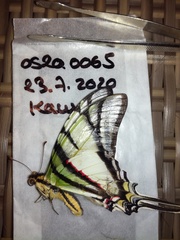 Protesilaus telesilaus