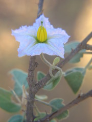 Solanum toliaraea