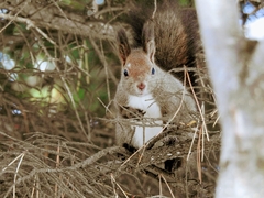 Sciurus vulgaris orientis