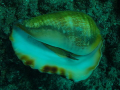 Titanostrombus galeatus