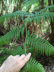 Cibotium glaucum