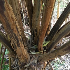 Cibotium glaucum