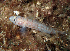 Chromogobius zebratus