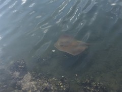 Hemitrygon fluviorum