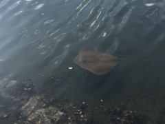 Hemitrygon fluviorum
