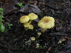 Chrysomphalina grossula