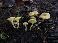 Chrysomphalina grossula