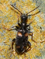 Stricticomus longicollis