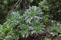 Aeonium percarneum