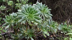Aeonium percarneum