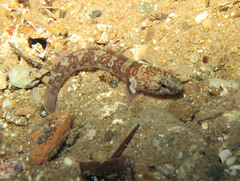 Chromogobius zebratus