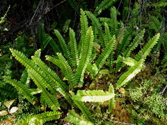 Nephrolepis flexuosa