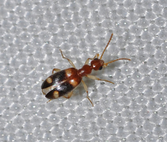 Stricticomus tobias