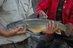 Salvelinus confluentus