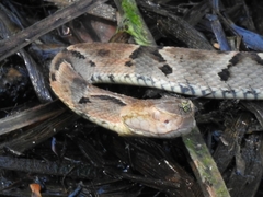 Bothrops moojeni