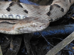 Bothrops moojeni