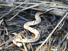 Bothrops moojeni