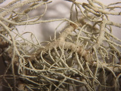 Usnea perplexans