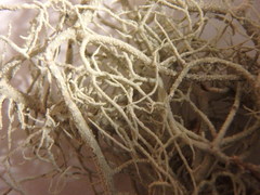 Usnea perplexans