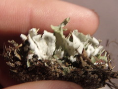 Cladonia turgida
