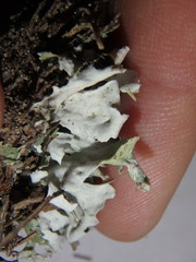 Cladonia turgida