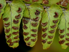 Nephrolepis flexuosa