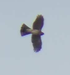 Accipiter cooperii