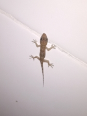 Hemidactylus mabouia