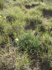 Eriogonum lachnogynum