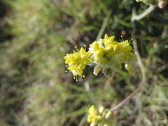 Eriogonum lachnogynum