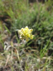 Eriogonum lachnogynum