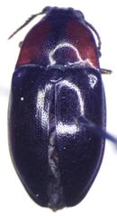 Lissomus pilarius