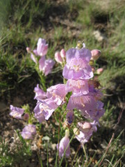 Penstemon jamesii