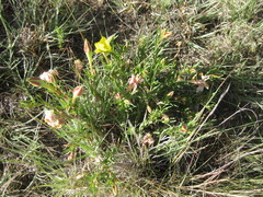 Oenothera lavandulifolia