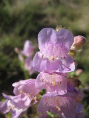 Penstemon jamesii