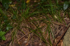 Carex divulsa divulsa