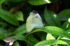 Pieris mannii