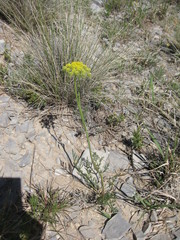 Harbouria trachypleura