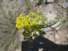 Harbouria trachypleura